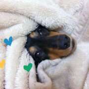 ヒメ日記 2025/05/20 07:33 投稿 及川　明日花 プルプル人妻専門店