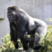 及川　明日花 [お題]from:バルクアップさん プルプル人妻専門店