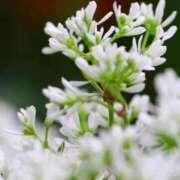 ヒメ日記 2025/04/25 08:40 投稿 咲嶋　麻李 プルプル人妻専門店