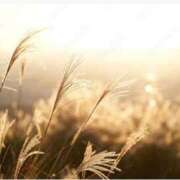 ヒメ日記 2025/09/29 23:33 投稿 咲嶋　麻李 プルプル人妻専門店