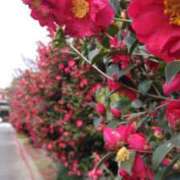 ヒメ日記 2025/01/30 13:39 投稿 遠藤　さら プルプル人妻専門店