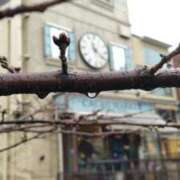 ヒメ日記 2025/03/16 11:24 投稿 遠藤　さら プルプル人妻専門店