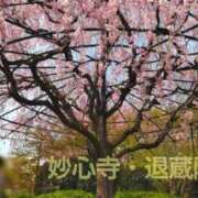 ヒメ日記 2025/04/08 16:33 投稿 遠藤　さら プルプル人妻専門店