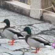 ヒメ日記 2025/04/24 19:50 投稿 遠藤　さら プルプル人妻専門店