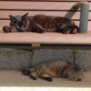 ヒメ日記 2025/05/11 11:16 投稿 遠藤　さら プルプル人妻専門店