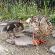 ヒメ日記 2025/05/25 10:25 投稿 遠藤　さら プルプル人妻専門店