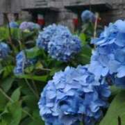 ヒメ日記 2025/06/17 05:26 投稿 遠藤　さら プルプル人妻専門店