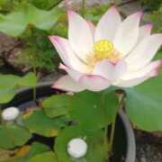 ヒメ日記 2025/07/23 07:57 投稿 遠藤　さら プルプル人妻専門店