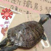 ヒメ日記 2026/03/20 11:40 投稿 遠藤　さら プルプル人妻専門店