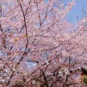 ヒメ日記 2025/04/11 16:45 投稿 斎藤　ひろみ プルプル人妻専門店