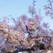 ヒメ日記 2026/04/03 07:58 投稿 斎藤　ひろみ プルプル人妻専門店