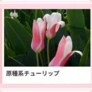 ヒメ日記 2024/12/15 17:02 投稿 山波幸 こあくまな熟女たち 上野・御徒町店 (KOAKUMAグループ)