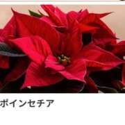 ヒメ日記 2024/12/22 17:58 投稿 山波幸 こあくまな熟女たち 上野・御徒町店 (KOAKUMAグループ)