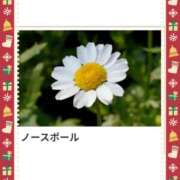 ヒメ日記 2024/12/24 17:07 投稿 山波幸 こあくまな熟女たち 上野・御徒町店 (KOAKUMAグループ)