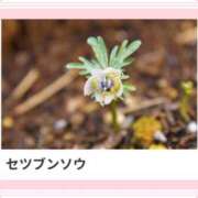 ヒメ日記 2025/01/23 17:03 投稿 山波幸 こあくまな熟女たち 上野・御徒町店 (KOAKUMAグループ)