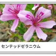 ヒメ日記 2025/03/19 17:02 投稿 山波幸 こあくまな熟女たち 上野・御徒町店 (KOAKUMAグループ)