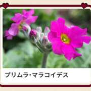 ヒメ日記 2025/03/25 17:06 投稿 山波幸 こあくまな熟女たち 上野・御徒町店 (KOAKUMAグループ)