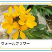 ヒメ日記 2025/04/09 17:48 投稿 山波幸 こあくまな熟女たち 上野・御徒町店 (KOAKUMAグループ)