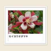 ヒメ日記 2025/04/27 17:06 投稿 山波幸 こあくまな熟女たち 上野・御徒町店 (KOAKUMAグループ)