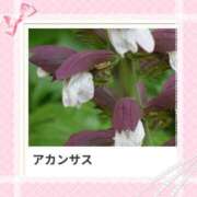 ヒメ日記 2025/08/13 18:24 投稿 山波幸 こあくまな熟女たち 上野・御徒町店 (KOAKUMAグループ)