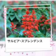 ヒメ日記 2025/09/21 18:02 投稿 山波幸 こあくまな熟女たち 上野・御徒町店 (KOAKUMAグループ)