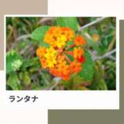 ヒメ日記 2025/11/21 17:15 投稿 山波幸 こあくまな熟女たち 上野・御徒町店 (KOAKUMAグループ)