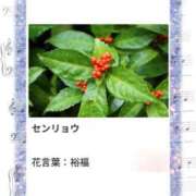 ヒメ日記 2025/12/17 17:32 投稿 山波幸 こあくまな熟女たち 上野・御徒町店 (KOAKUMAグループ)