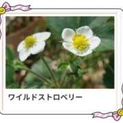 ヒメ日記 2026/03/29 17:09 投稿 山波幸 こあくまな熟女たち 上野・御徒町店 (KOAKUMAグループ)