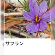 ヒメ日記 2026/09/11 17:52 投稿 山波幸 こあくまな熟女たち 上野・御徒町店 (KOAKUMAグループ)