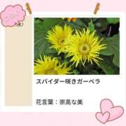 ヒメ日記 2026/09/16 17:21 投稿 山波幸 こあくまな熟女たち 上野・御徒町店 (KOAKUMAグループ)