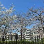 ヒメ日記 2025/04/08 12:01 投稿 ミカ ラブコレクション