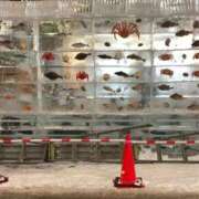 あきな ✨💕すすきの会場『氷まつり』✨🧊 完熟ばなな札幌・すすきの