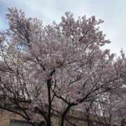 ヒメ日記 2025/04/09 10:20 投稿 れな すごいエステ仙台店