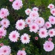 ヒメ日記 2025/06/27 23:06 投稿 ユウコ リッチドールなんば店