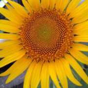 長谷川かよ 昨日のお礼  その2 五十路マダム 新潟店(カサブランカグループ)