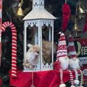 岡田　由美 11月も 東京ローズマリー