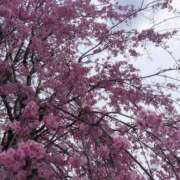 ヒメ日記 2025/04/14 15:13 投稿 にこ 水戸人妻花壇