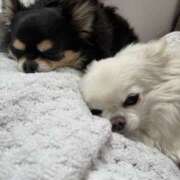 ヒメ日記 2025/06/03 19:55 投稿 いちか プレイガール(亀有)