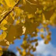 ヒメ日記 2024/12/10 20:57 投稿 千尋-Chihiro- Aroma Bloom（アロマブルーム）