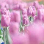 ヒメ日記 2025/04/15 16:25 投稿 千尋-Chihiro- Aroma Bloom（アロマブルーム）