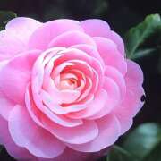 ヒメ日記 2025/03/21 13:10 投稿 藤乃 ピュアグレイス