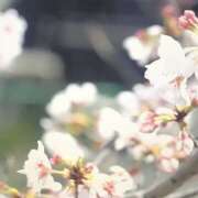 ヒメ日記 2025/03/30 15:00 投稿 藤乃 ピュアグレイス