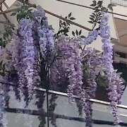 ヒメ日記 2025/04/27 16:26 投稿 藤乃 ピュアグレイス