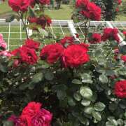 ヒメ日記 2025/06/03 11:12 投稿 藤乃 ピュアグレイス