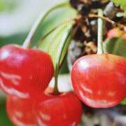 ヒメ日記 2025/06/21 12:48 投稿 藤乃 ピュアグレイス