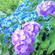 ヒメ日記 2025/07/21 11:40 投稿 藤乃 ピュアグレイス