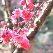 藤乃 咲き乱れ ピュアグレイス