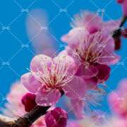 ヒメ日記 2025/02/14 10:38 投稿 絵里子 ピュアグレイス