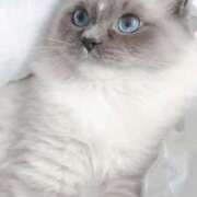 ヒメ日記 2025/02/15 22:22 投稿 みう 千姫(道後)