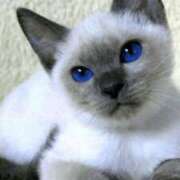 ヒメ日記 2025/02/18 17:48 投稿 みう 千姫(道後)